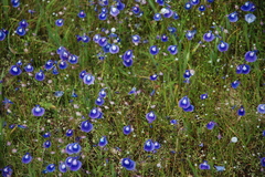 Utricularia graminifolia